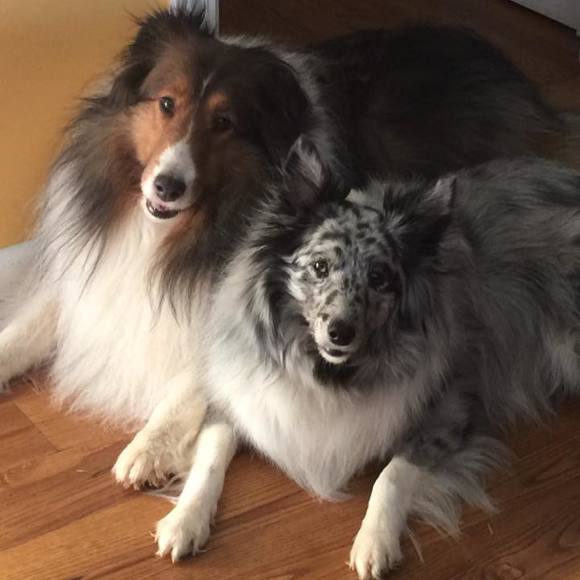 Meet your Posher, Laverne - Picture 1 of 1